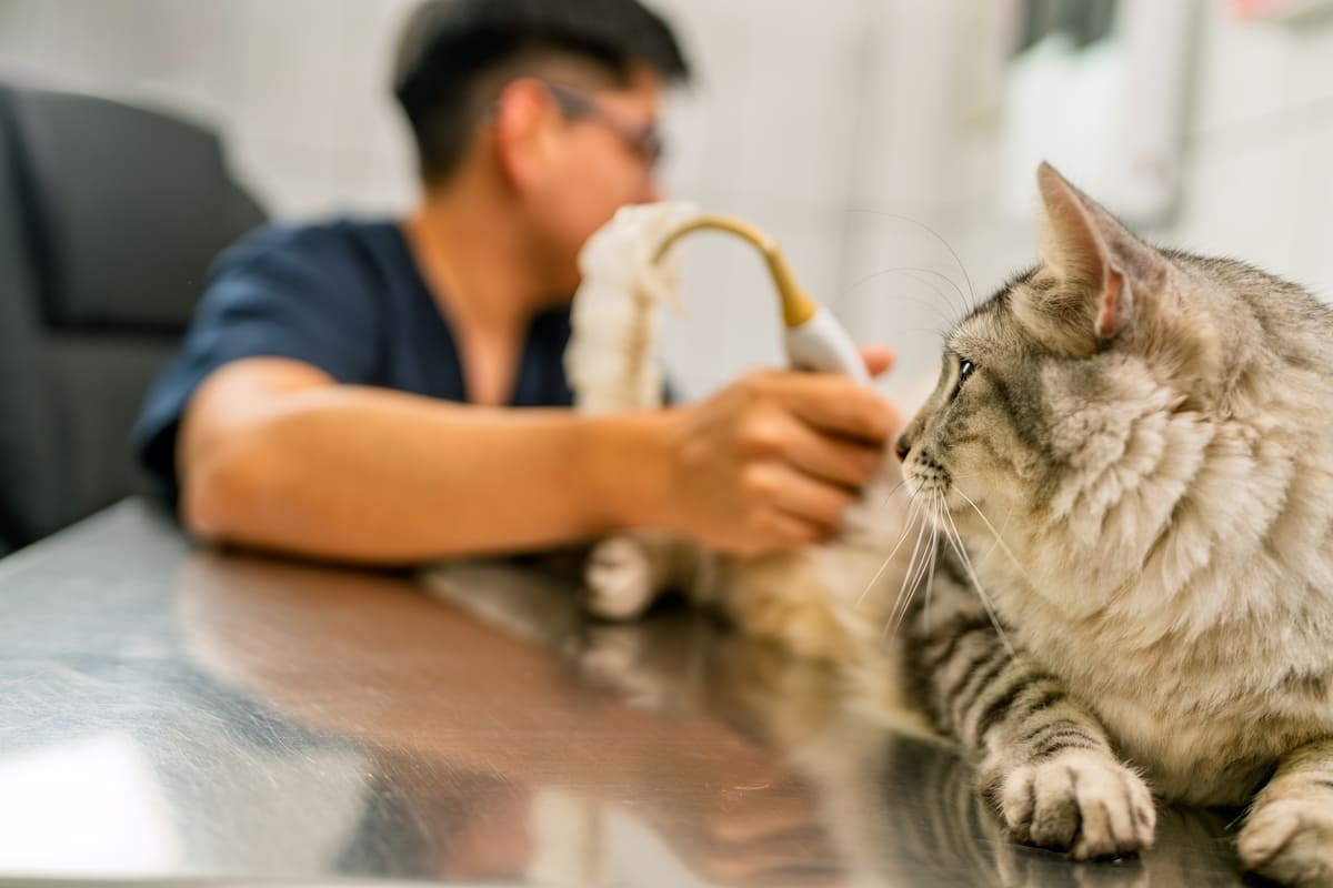 ultrasonla muayene edilen kedi