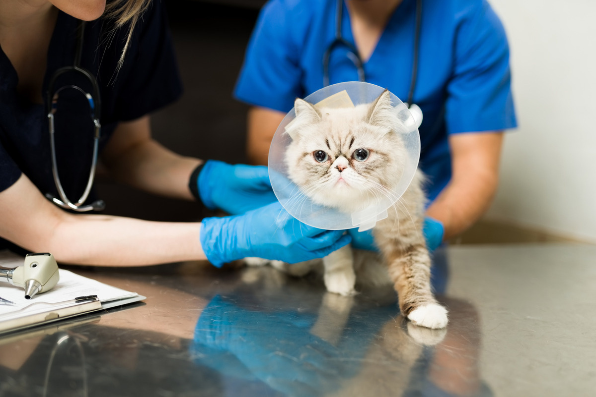 veteriner hekimlerce patisi sarılan gri beyaz kedi