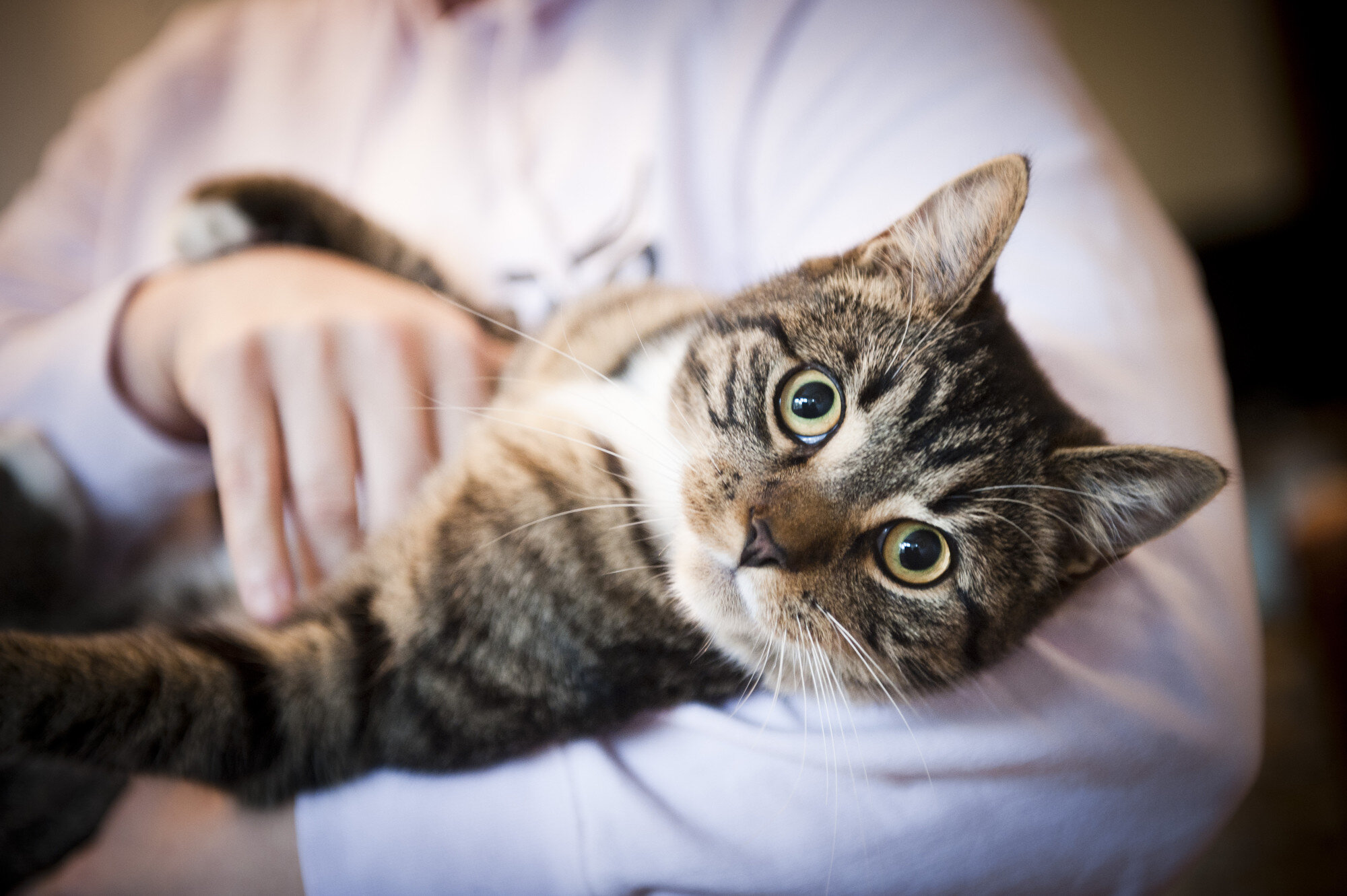 open-eyed tabby cat in veterinarian lap
