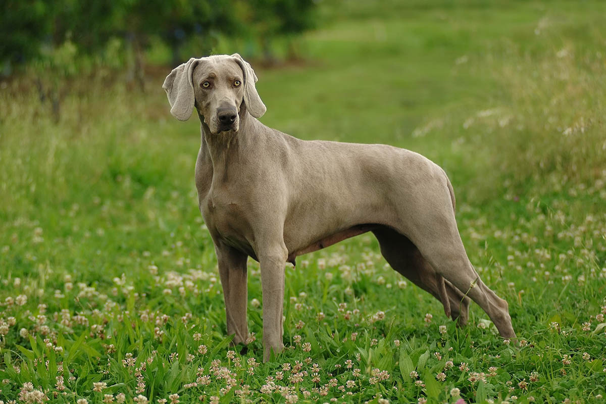 gri renkli büyük köpek ormanlık arazide ayakta duruyor
