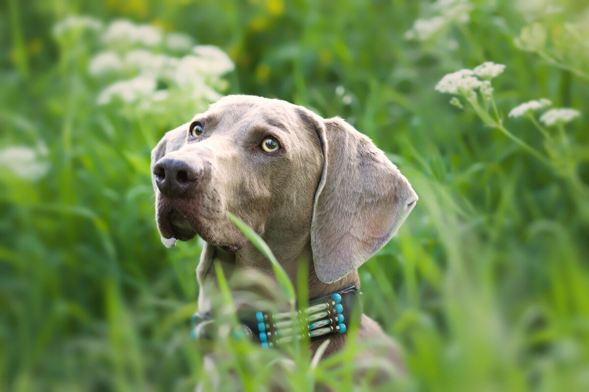 weimaraner ırkı köpek