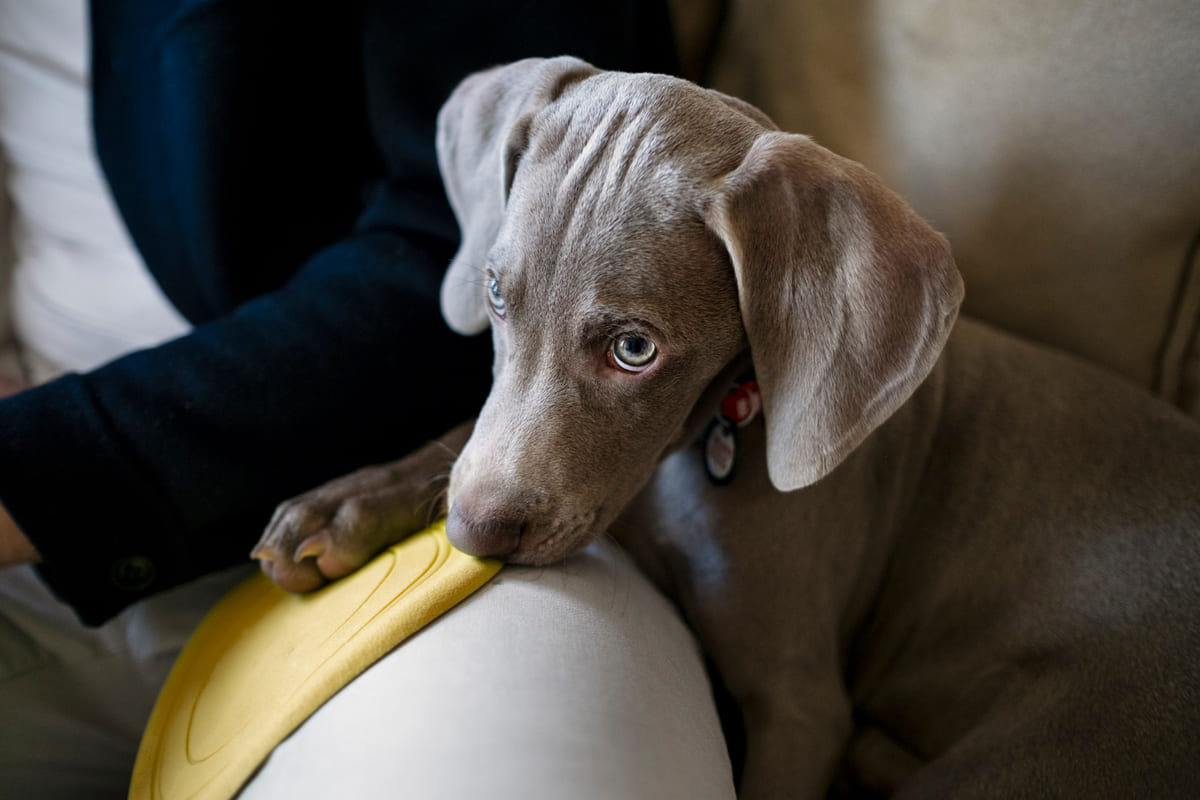 koltuğa yüzünü dayamış köpek