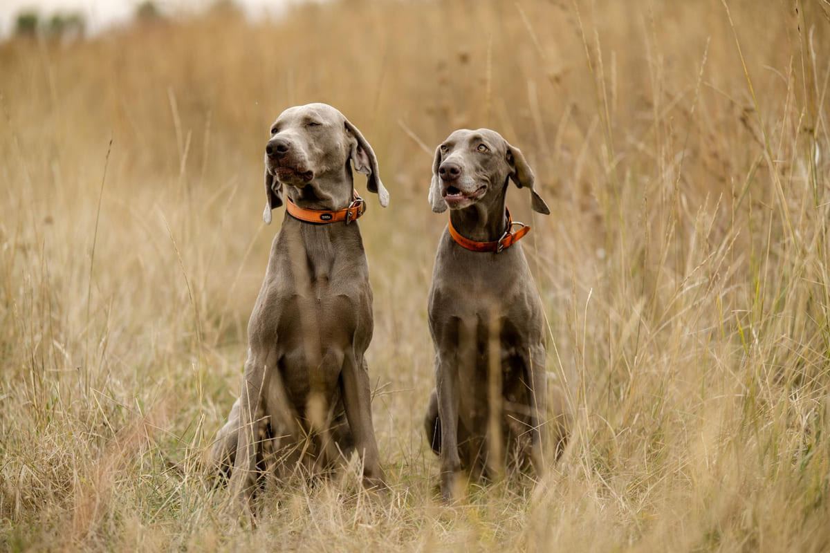 yan yana iki Weimaraner köpeği oturuyor