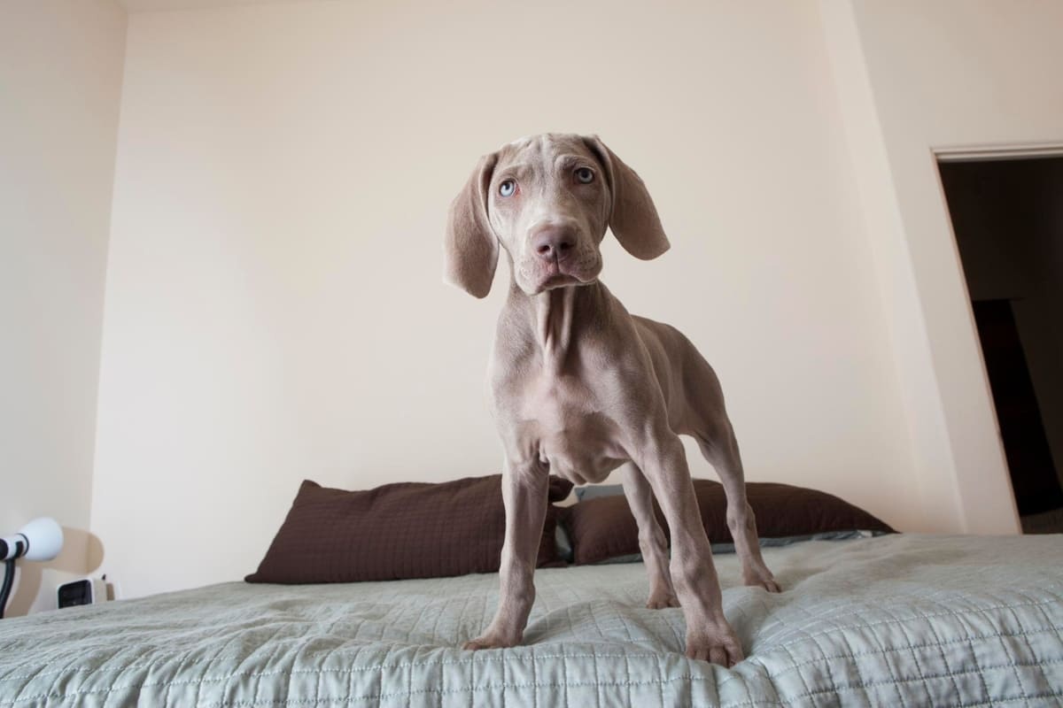 yatakta oturan gri köpek