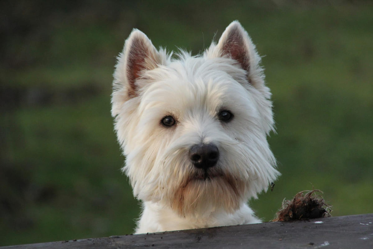 West Highland White Terrier (Westie)