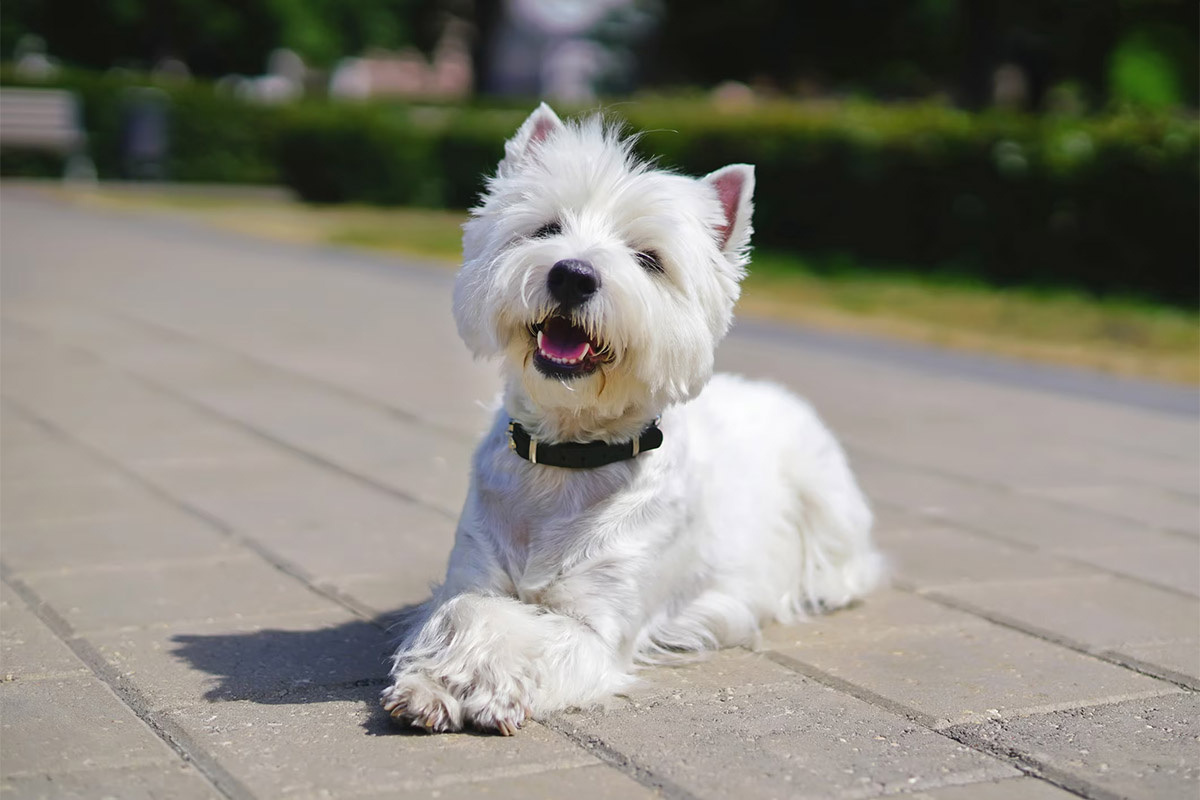 taş zeminde oturan beyaz tüylü terrier köpek
