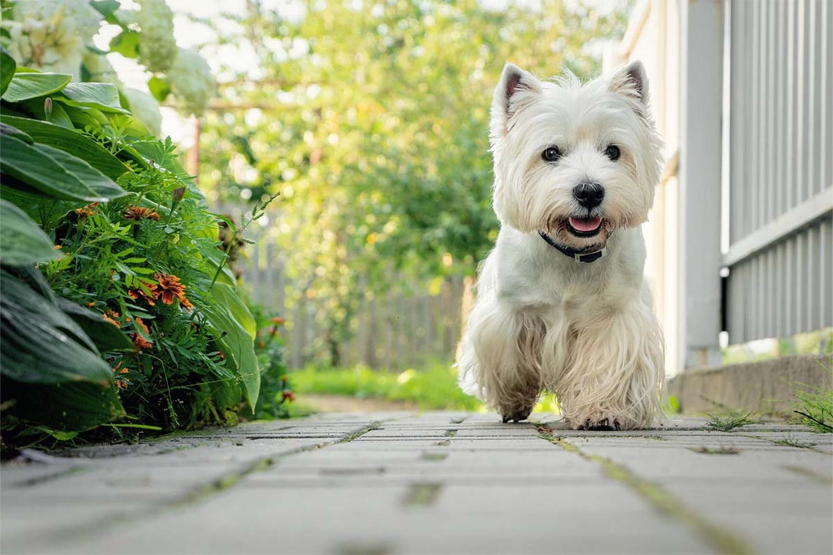 dışarıda yürüyen dik kulaklı beyaz tüylü küçük köpek