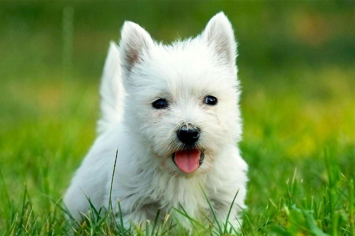 çimlerde tıraş edilmiş beyaz küçük ırk köpek