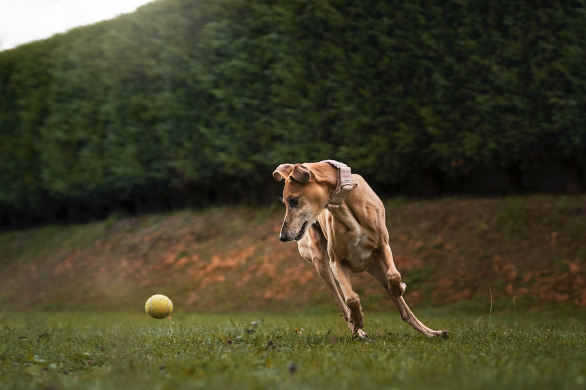 whippet ırkına mensup köpek