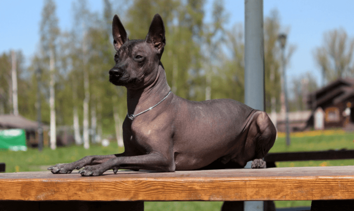 tüysüz köpek oturuyor