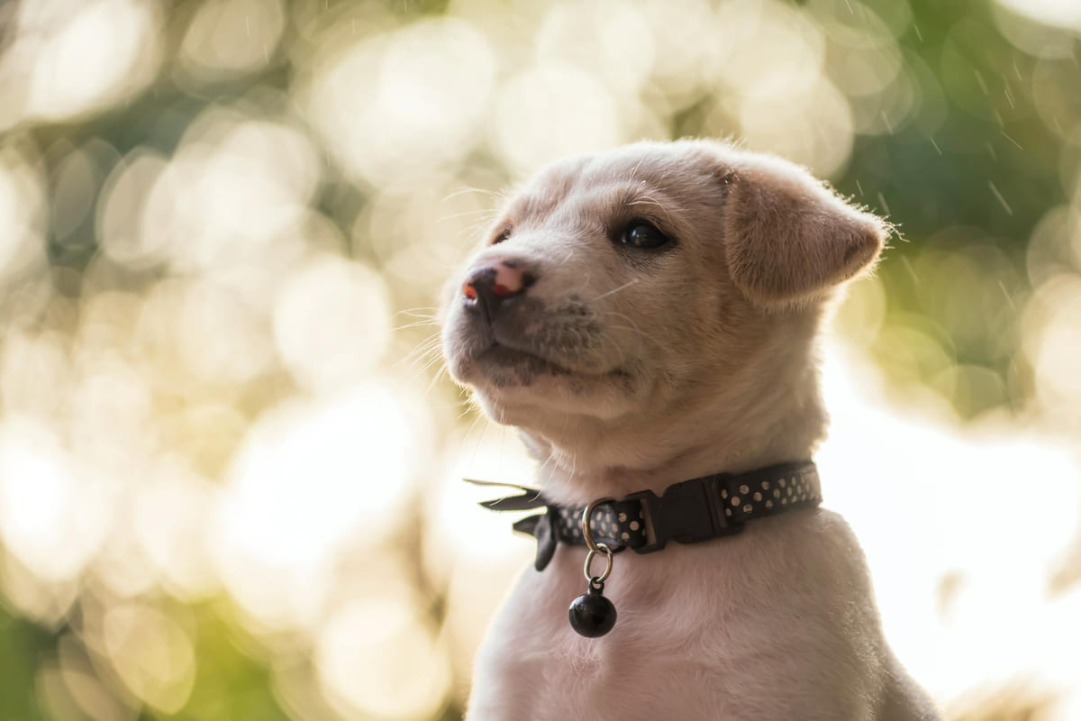 isim tasmalı yavru köpek