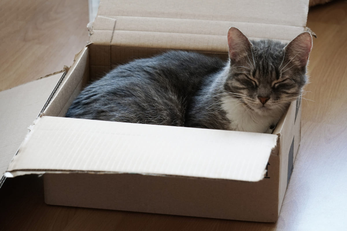 karton kutu içinde yatıp uyuyan kedi