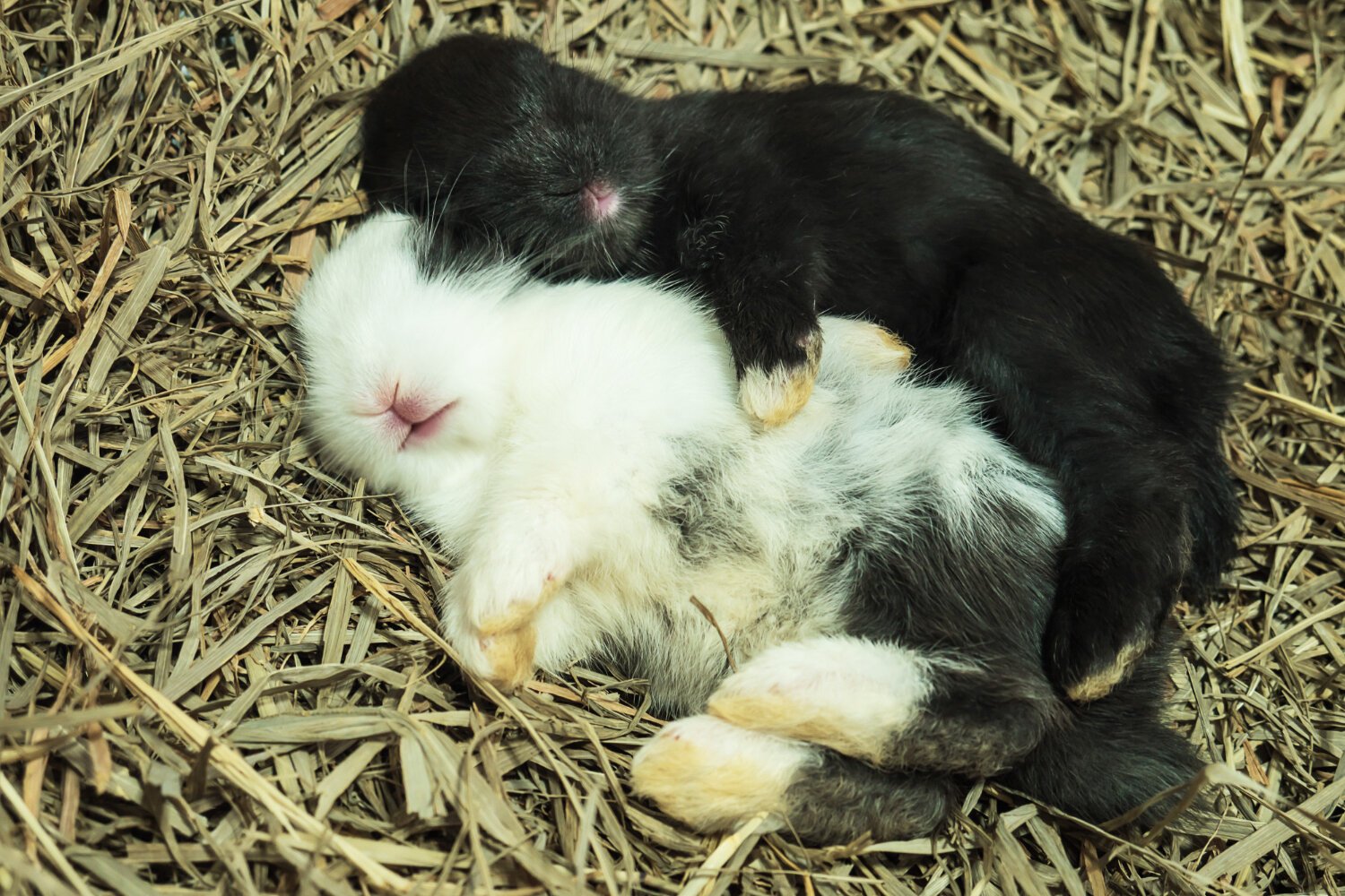 yan yatan yavru tavşanlar