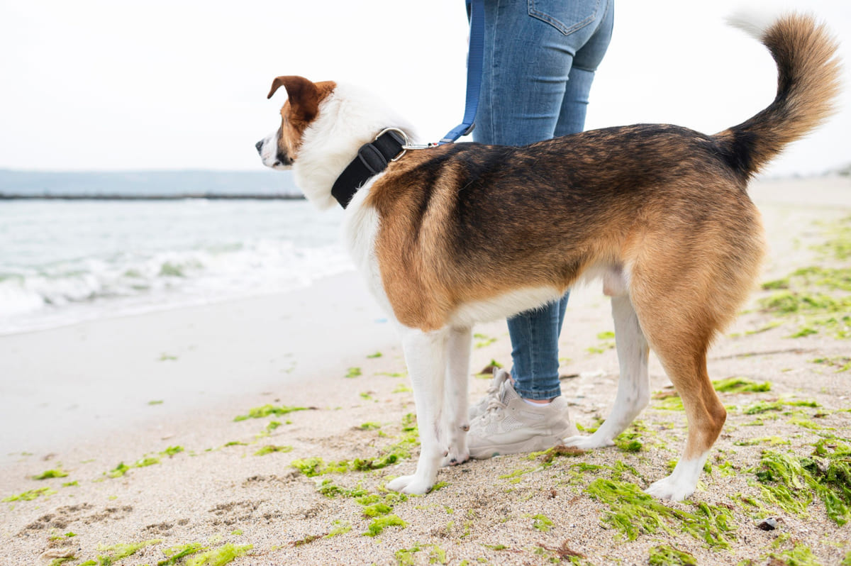 yanımda komutuna uyan köpek