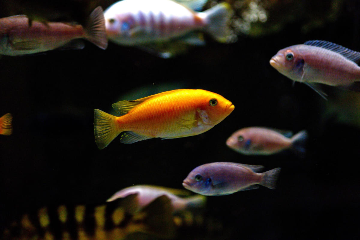akvaryumda yüzen renkli balıklar