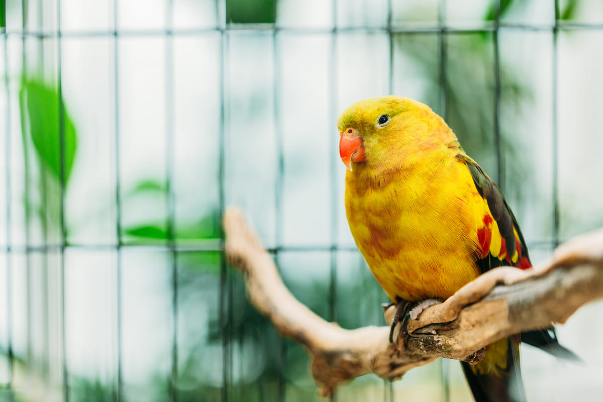 dalda tüneyen sarı renkli kuş