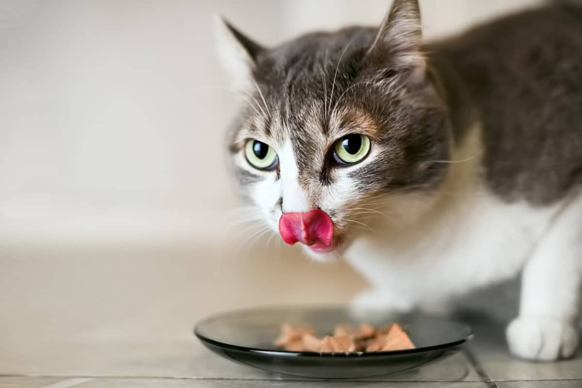 yaş mama yiyen dili ile burnunu yalayan kedi