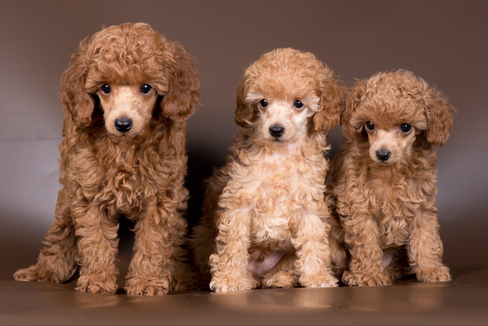 farklı yaşlardaki toy poodle ırkı köpekler