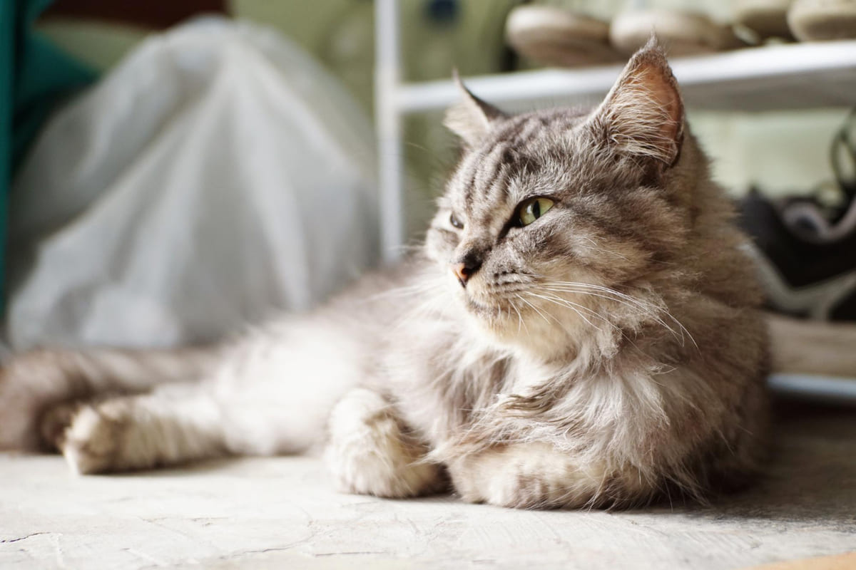 halıya yayılmış uzun tüylü yaşlı kedi