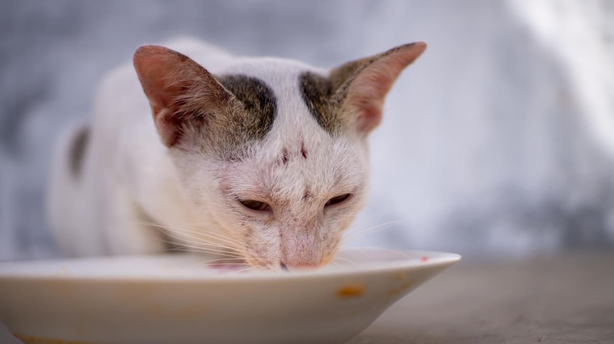 mama yiyen beyaz tüylü yaşlı kedi