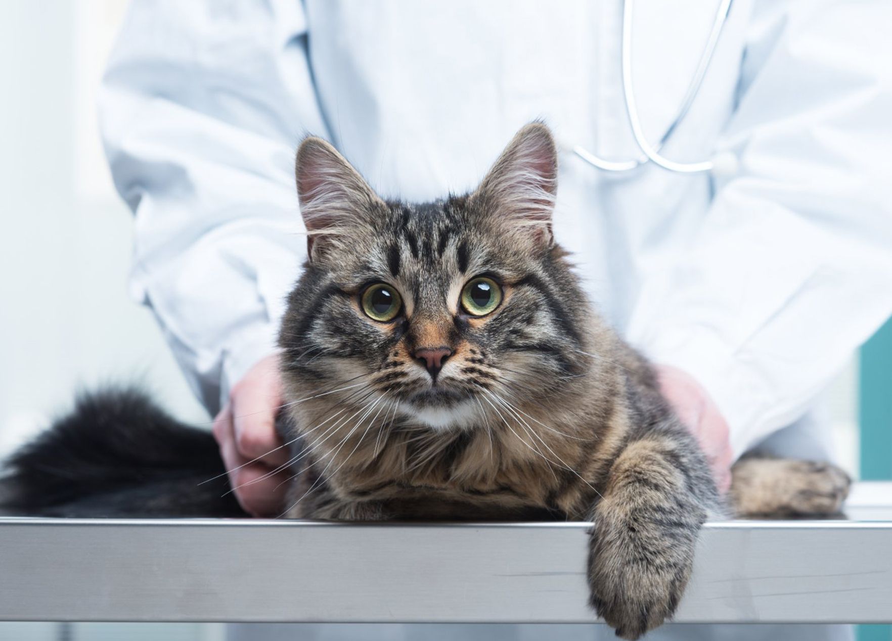 veteriner hekim muayenesinde yaşlı tekir kedi
