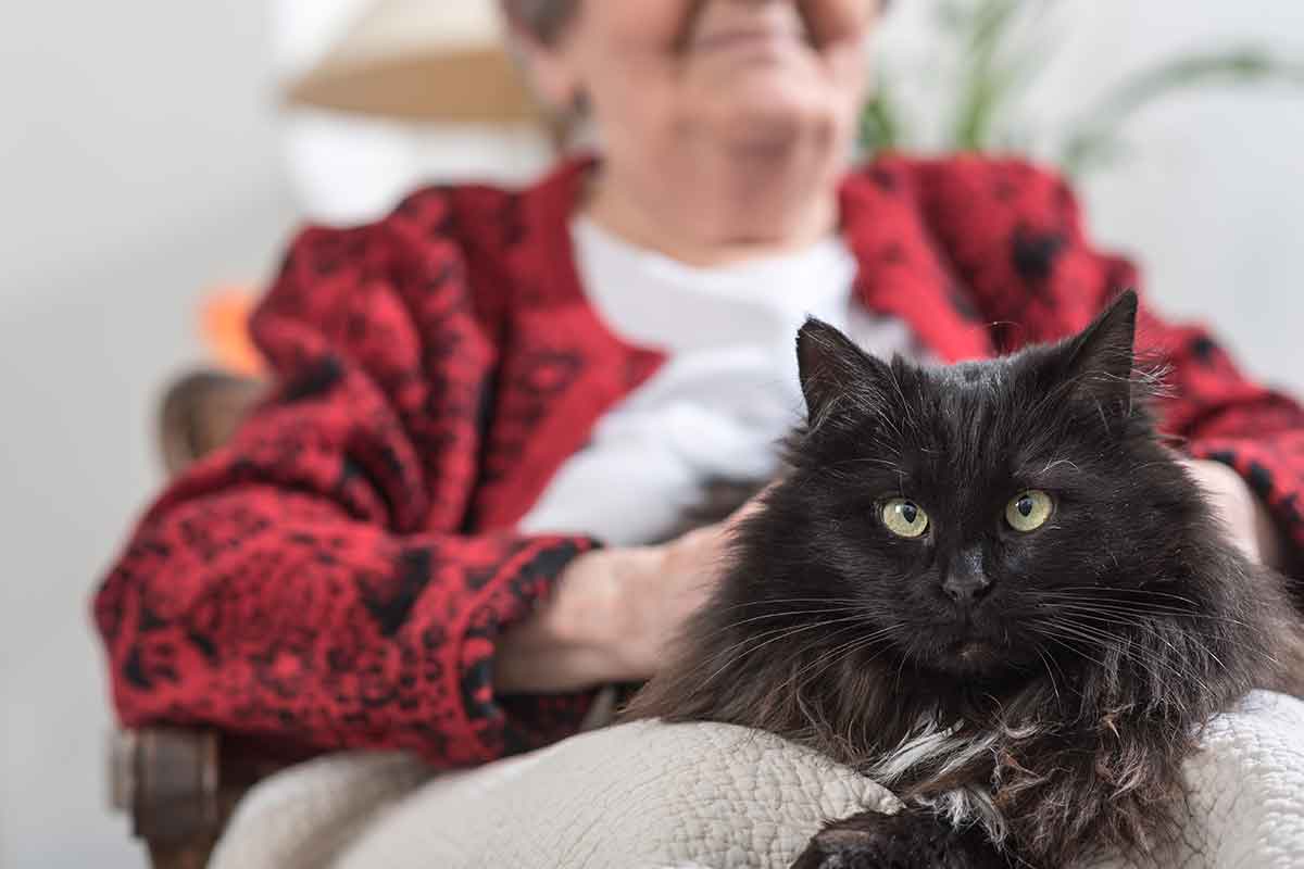 yaşlı kadının kucağında oturan yaşlı uzun tüylü kedi