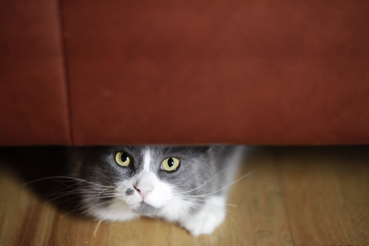 koltuk altında saklanan yaşlı gri beyaz kedi