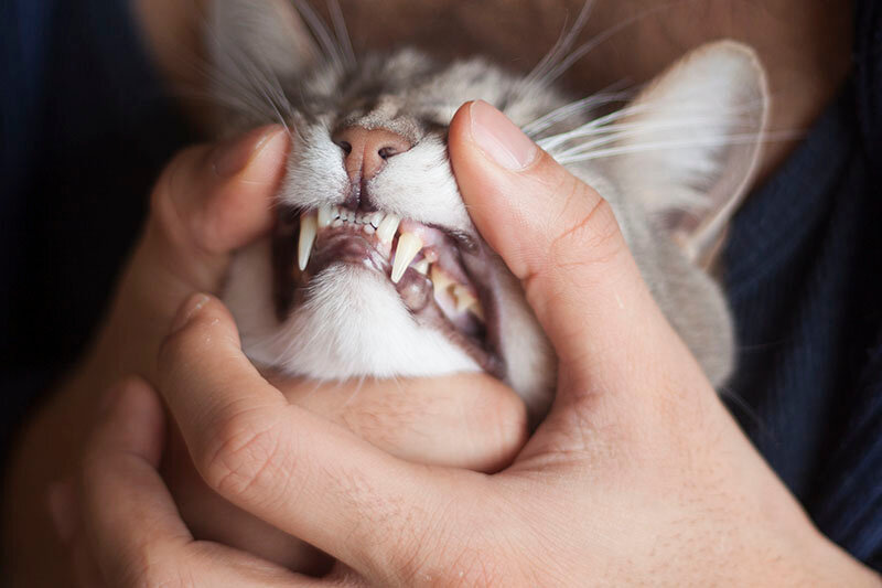 diş kontrolü yapılan kedi