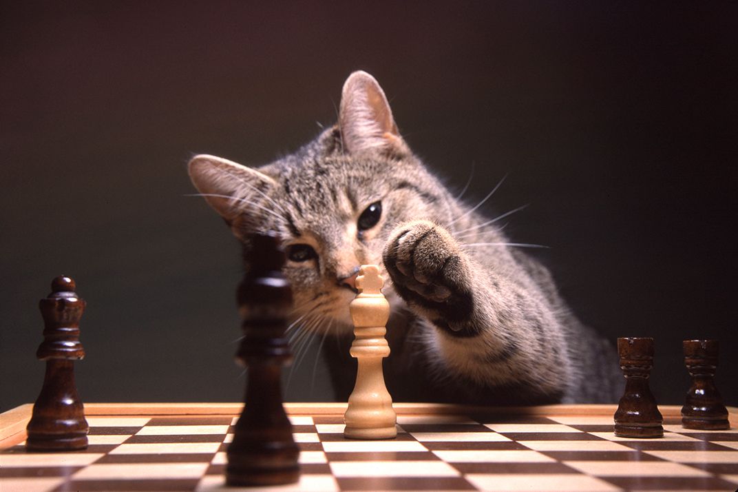 satranç tahtası başında yaşlı tekir kedi