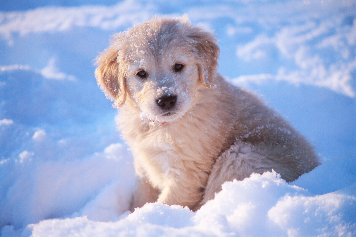 karda oturan yavru köpek