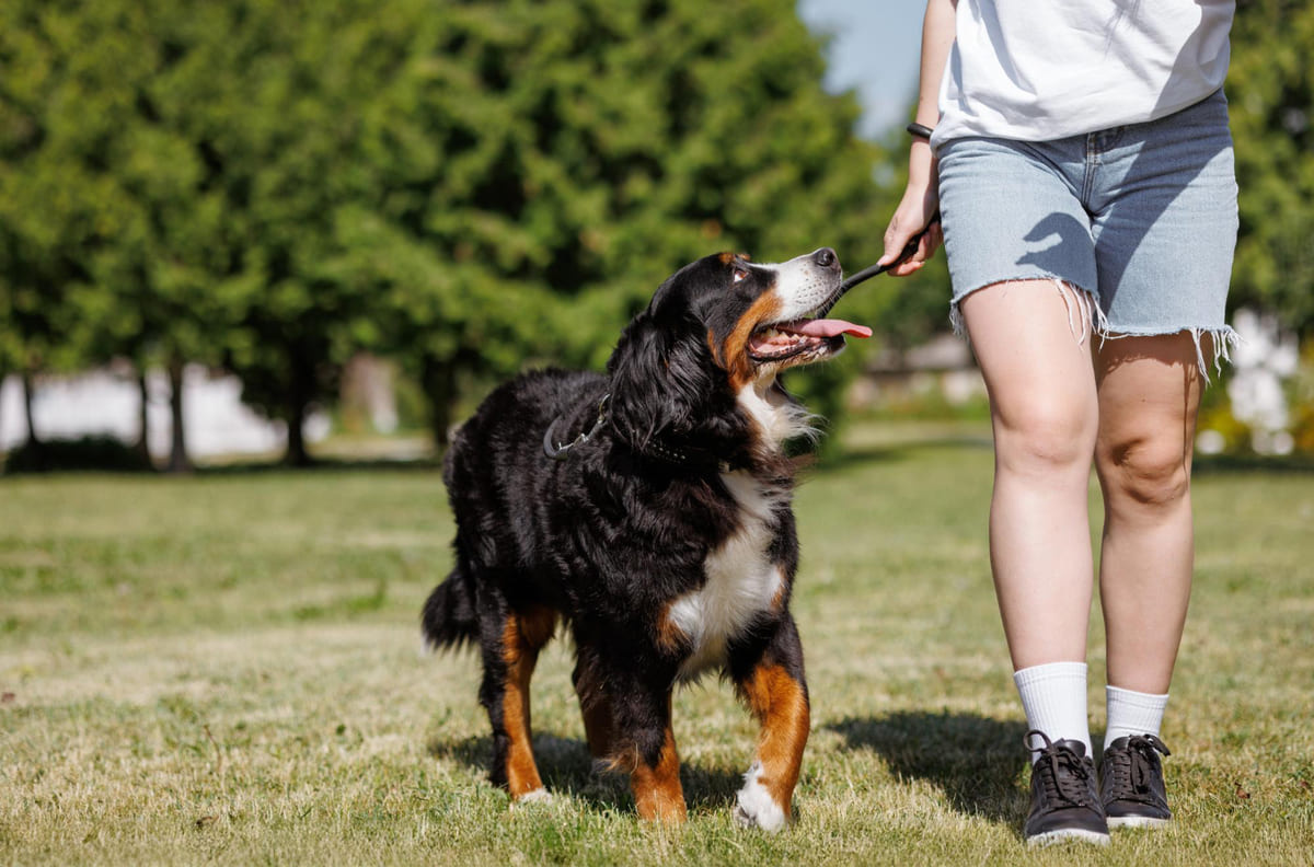 sahibiyle parkta yavaş komutu çalışan köpek