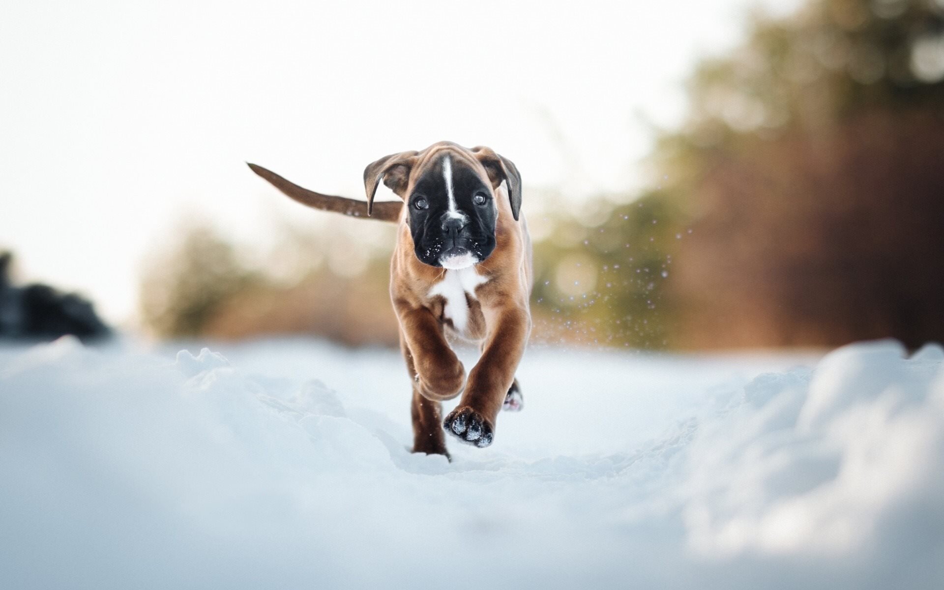 karda yürüyen Boxer cinsi yavru köpek