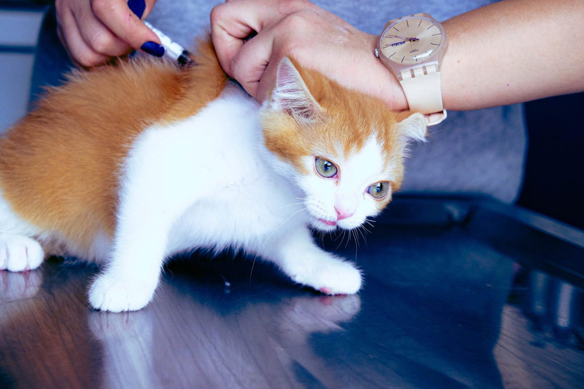 aşı yapılan yavru kedi