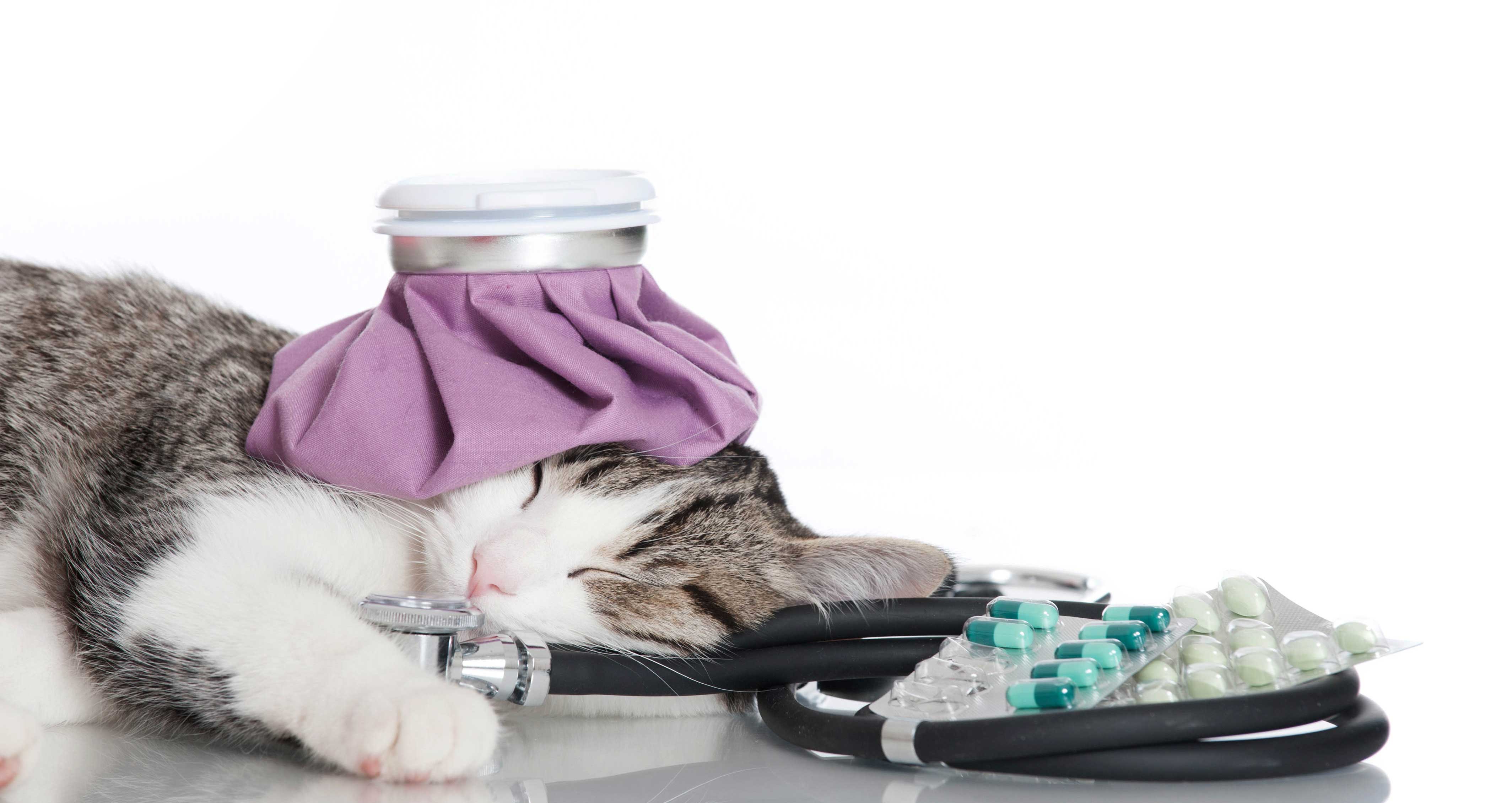 tedavi ve teşhis ekipmanlarının arasında yatan kedi