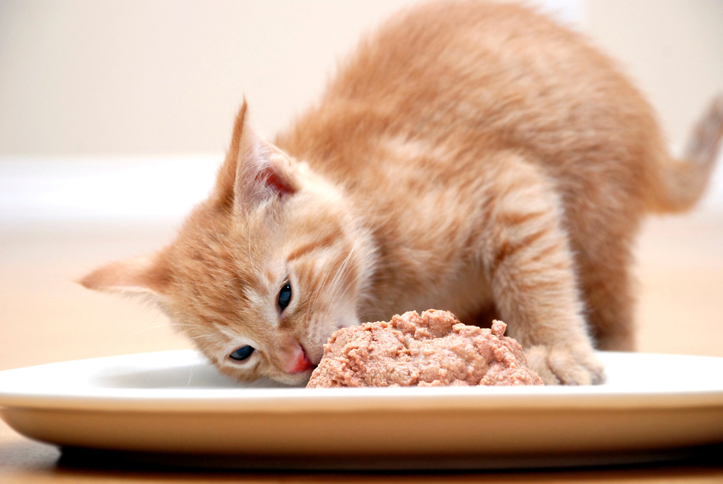 Кормящая кошка питание