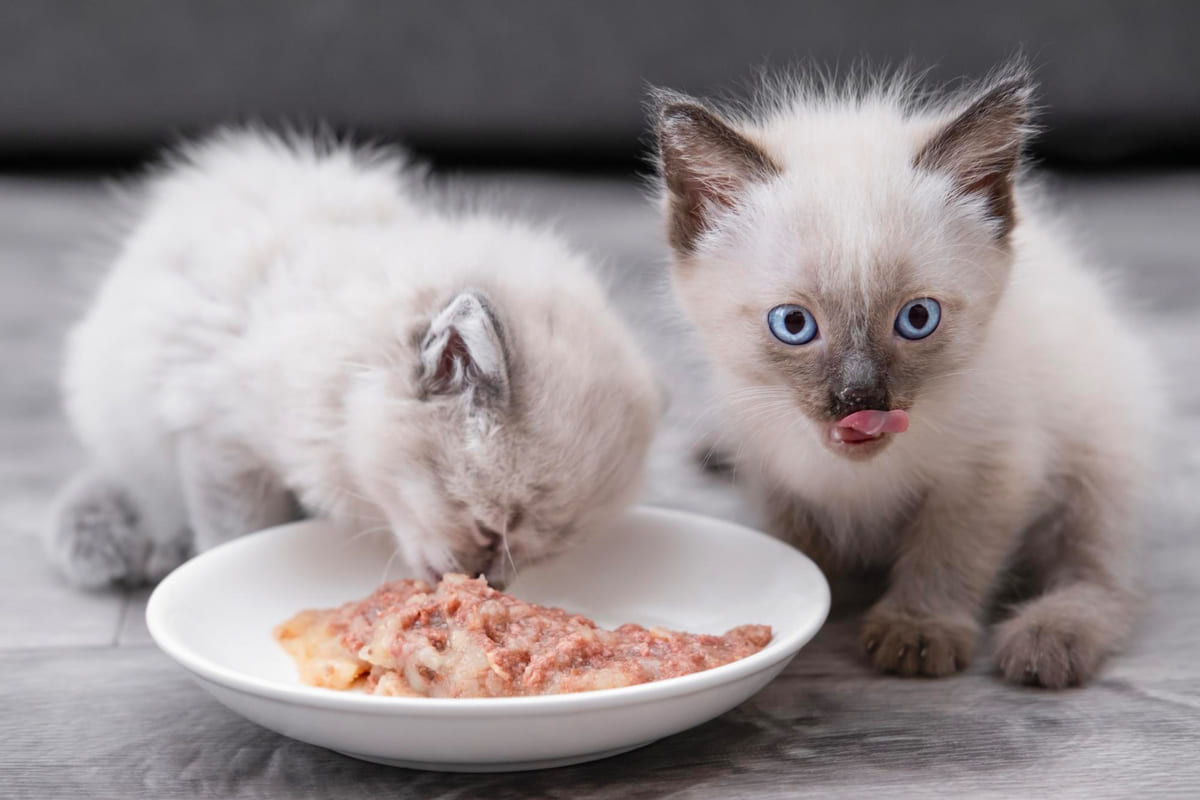 yaş mamanın yanında duran iki yavru kedi