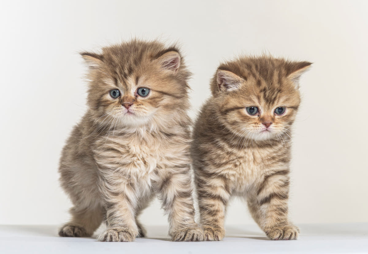 iki yavru kedi ayakta duruyor