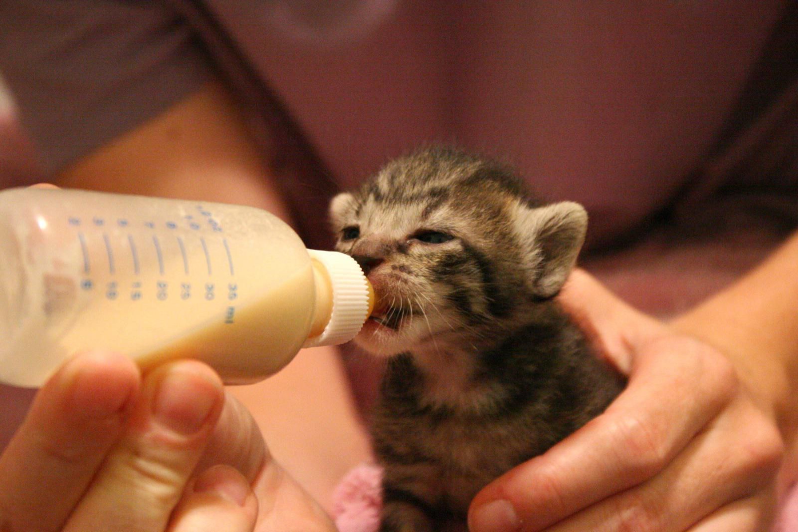 süt içen yavru kedi