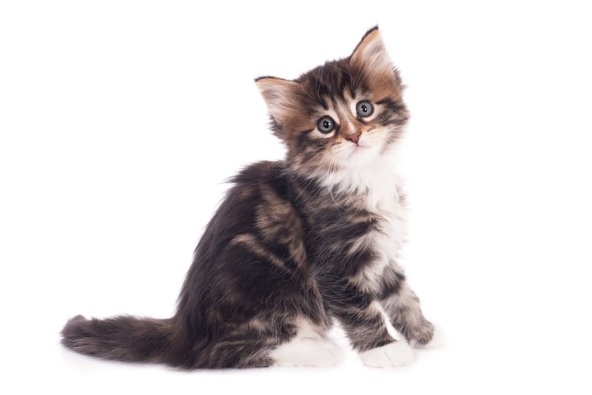 masum bakan yavru kedi