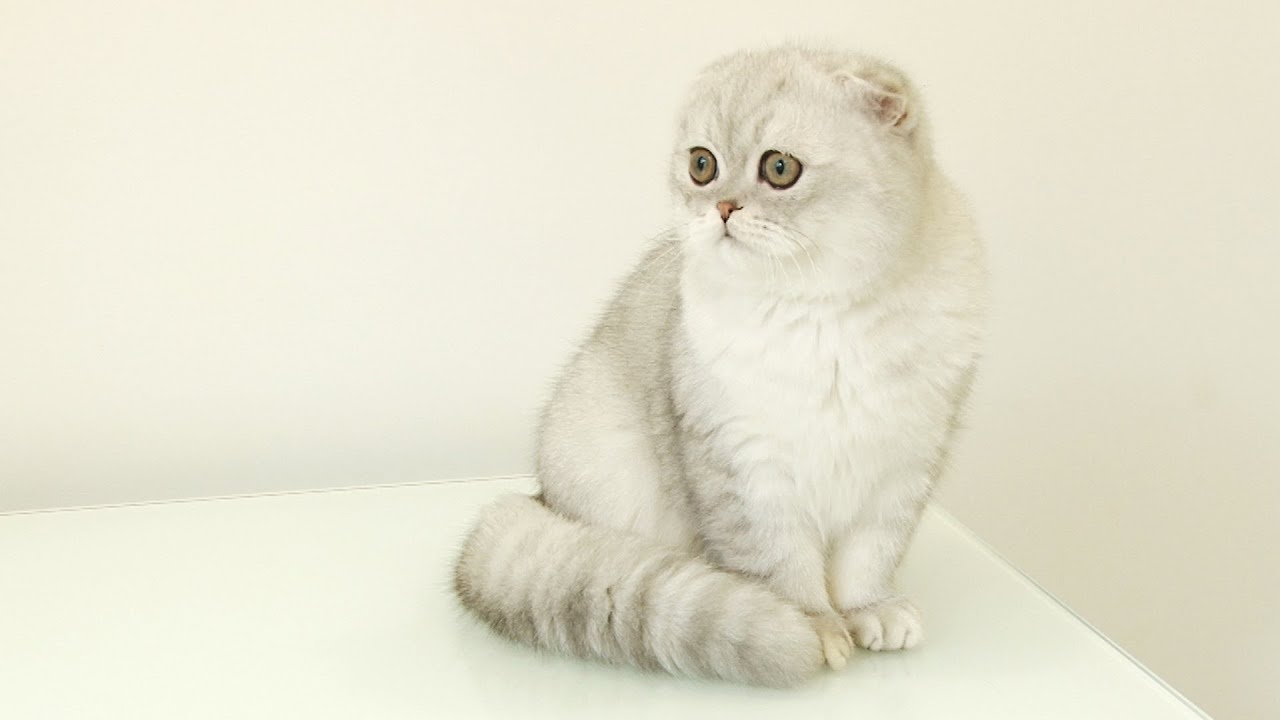 açık gri renkli kedi oturuyor