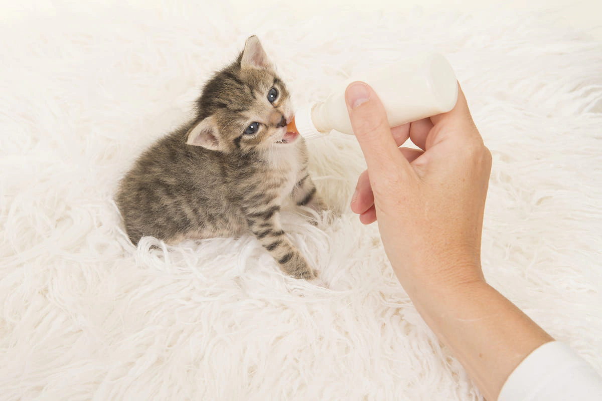biberonla beslenen yavru kedi
