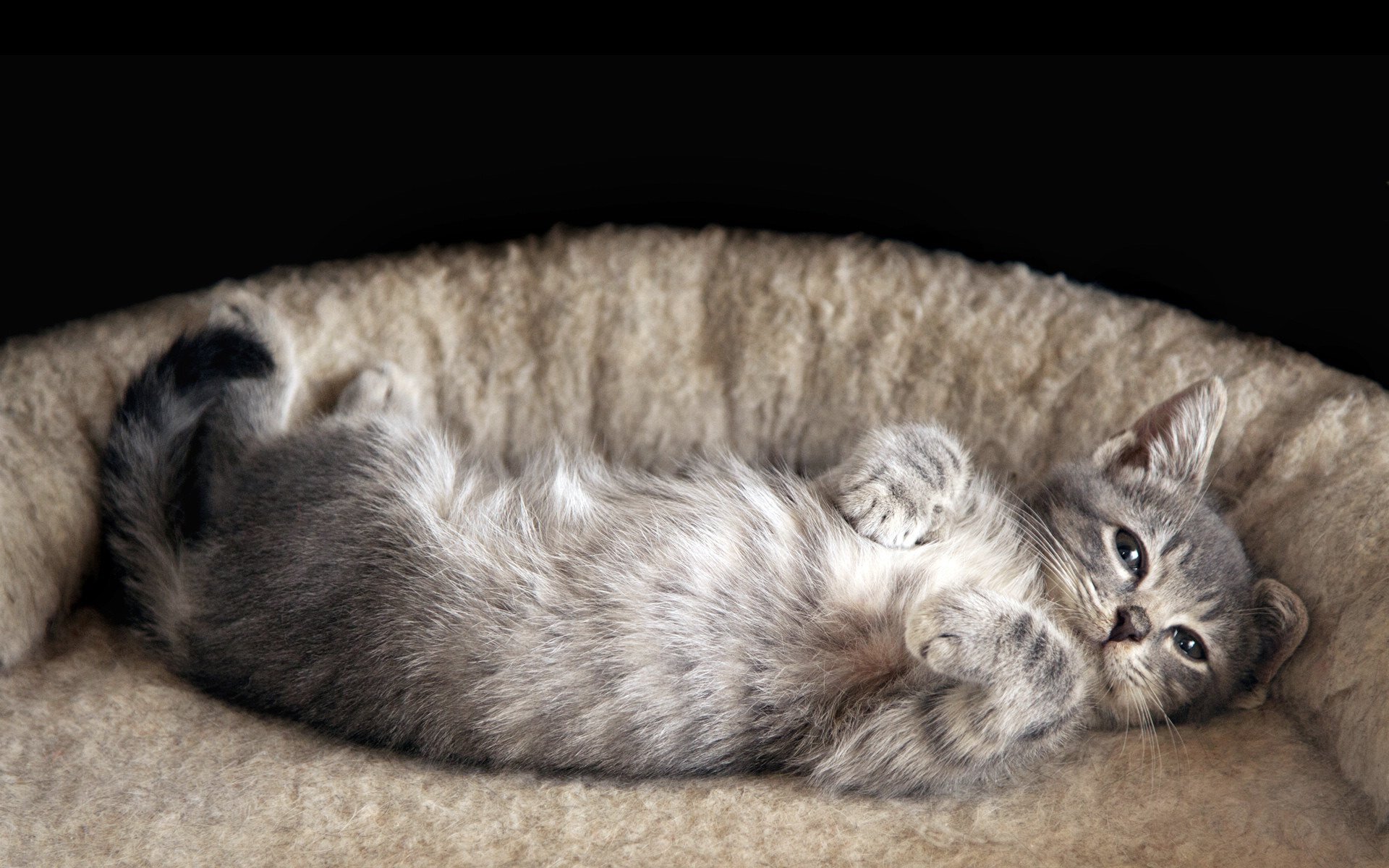 kedi yatağında yatan gri yavru kedi