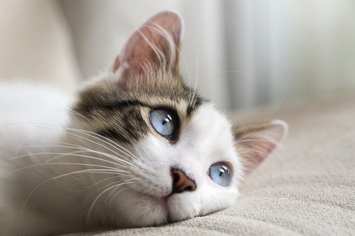 mavi gözlü kedi