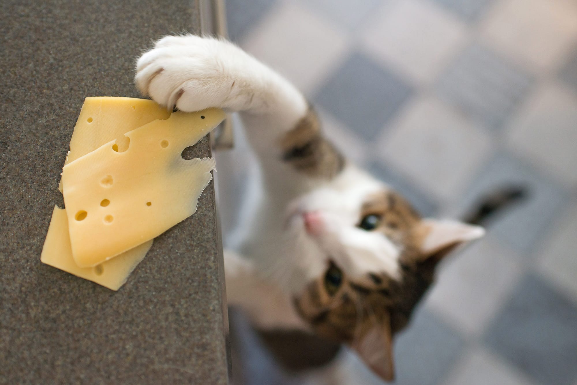 peynire uzanmaya çalışan kedi