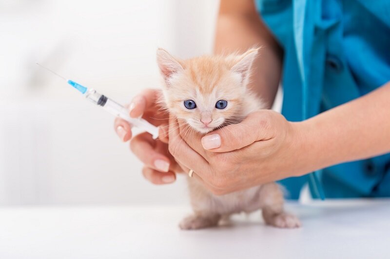 veteriner hekim tarafından aşısı yapılan yavru kedi