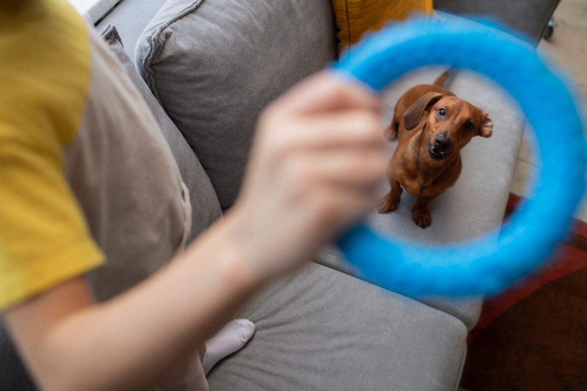 kahverengi küçük ırk yavru köpek oyunla eğitiliyor