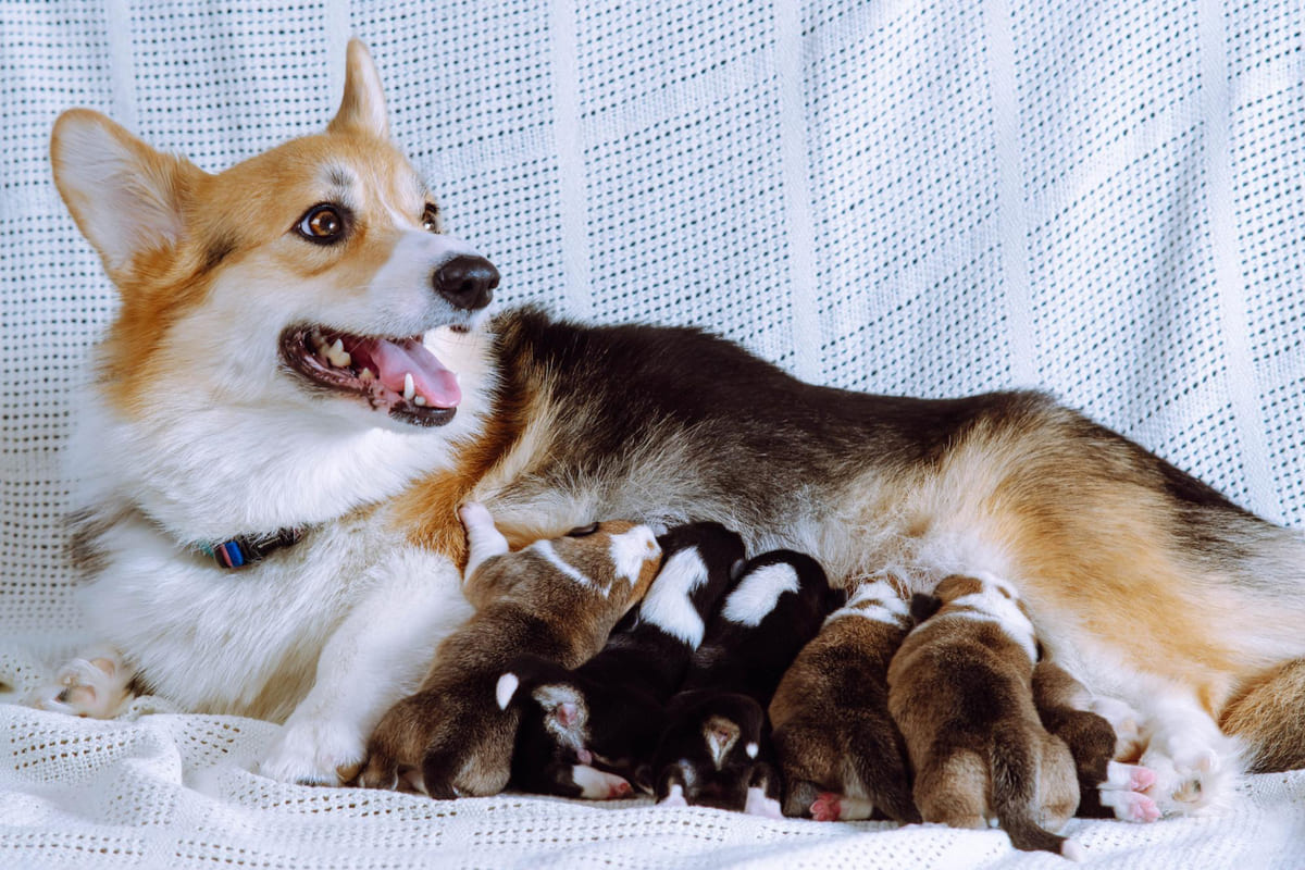 anne köpek ve yeni doğan yavruları