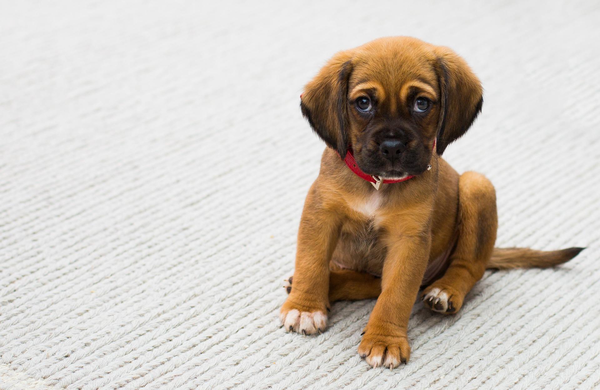 beyaz zeminde oturan kahverengi yavru köpek