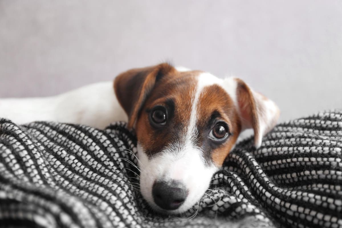 kafasını örtüye dayamış yavru köpek