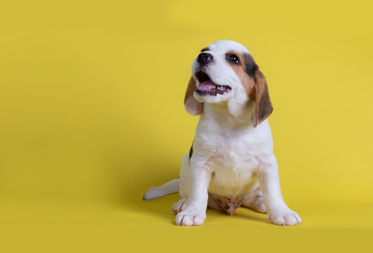 sarı fonda yukarı doğru ağzı açık bakan yavru köpek